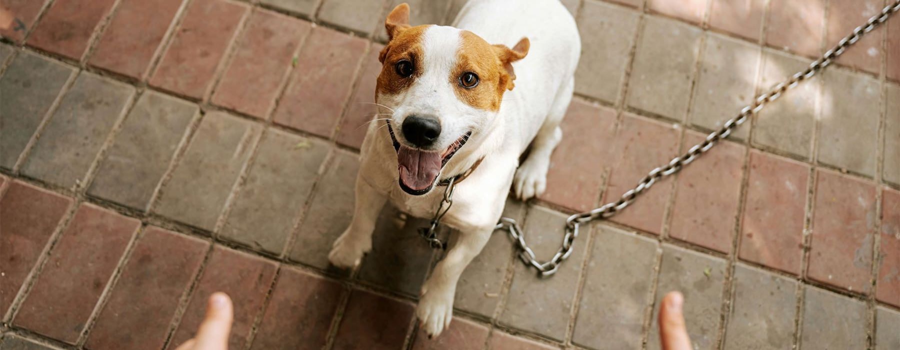 a dog on a leash being walked by a person
